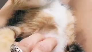 Kitten has the loudest purr