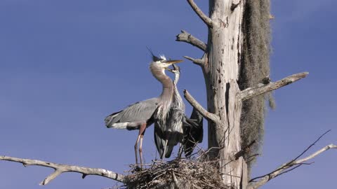 Young Great Blue Heron asking for food