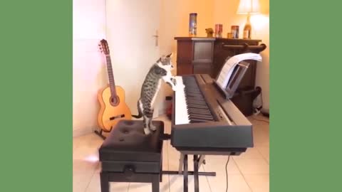 this cat plays the piano!!