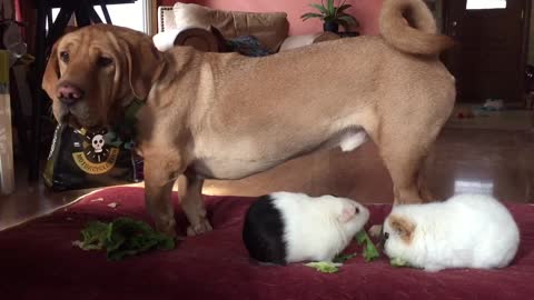 Dog Eats Salad with Guinea Pigs then Throws a Tantrum