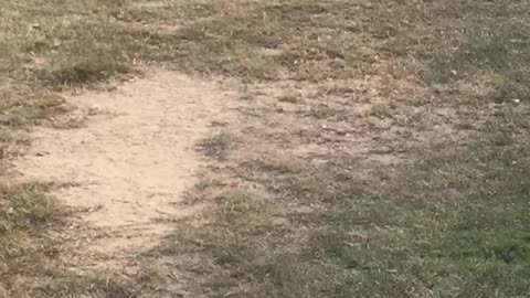 A small bird playing with clay