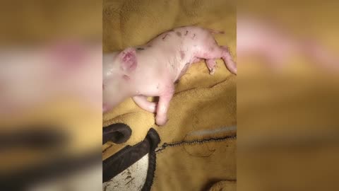 Mutant Piglet Born With Trunk Like Elephant