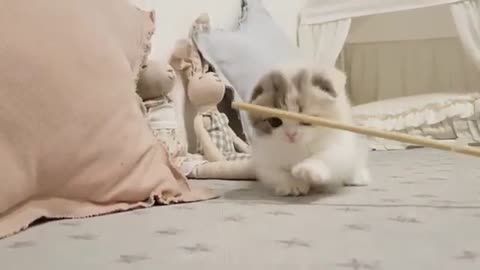 funny cute cat video pet