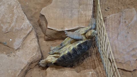 A Desert Tortoise Stuck On Its Back