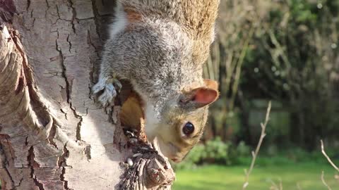 cute squirrel eating food