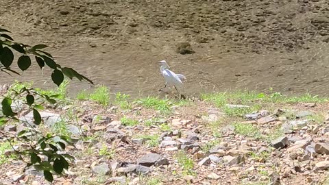 relaxed bird