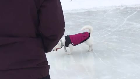 Luna and the frozen lake