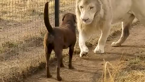 Cute Lion Gives Smooches to Puppy's Paw