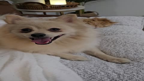 Adorable cuddling moment caught on cam between pomeranian puppy and 20 year old cat