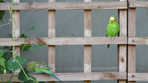 Beautiful lovebirds play on wood with beautiful colors