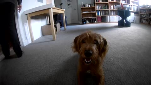 Apollo the Puppy Catches Squirrel Toy Mid-Air