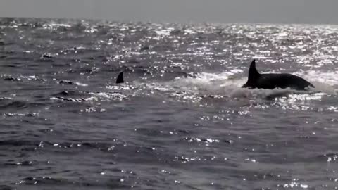 Killer Whales in São Miguel, Azores Islands | TERRA AZUL™