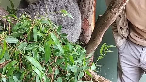 face to face with Koala