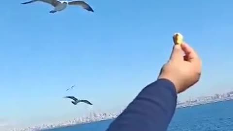 seagulls catching fastly the bread from my friend's hand