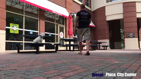 Westie "Diesel" l Awesome Transformation l Dog Training Hampton Roads