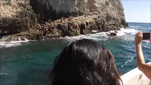 Seal Introduce Himself To Strangers On Ship