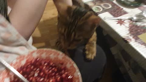 Cat insist to eat red fruits from my bowl