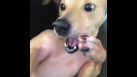 funny animal video new