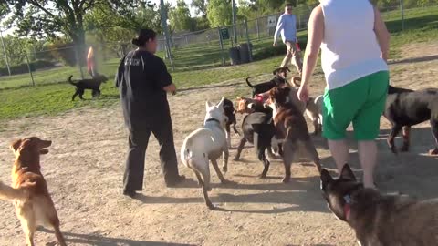 !!!!!!! Yellow Lab Blue Healer Mix Fights Black Lab At Omaha Dog Park