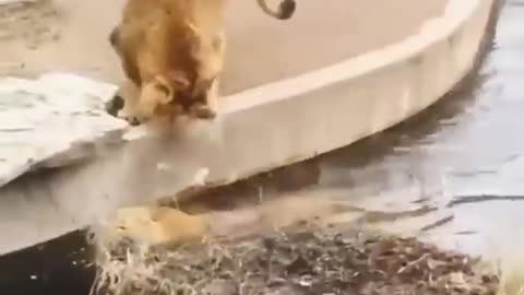 Two Lion animal Funny 1