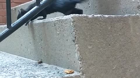 Urban Animals - Squirrel Cautiously Grabs Granola ~ Unedited