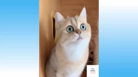Tiny monster with funny moment | funny baby | funny kittens