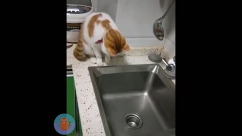 2021 Funny Cat Videos Смешные Кошки_HD