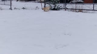 Puppy Running in Snow Part 2