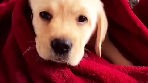 Subscribe and like please cute dog