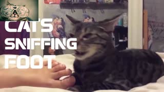 cat funny sniffing reaction 1