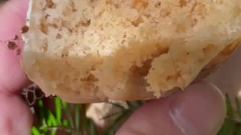 The inside of this mushroom stem……..!