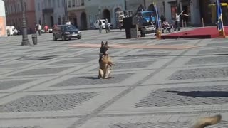 police dogs