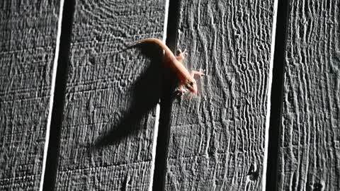 House Gecko Eating Termite in Oahu, Hawaii