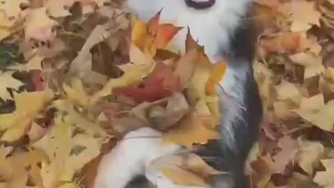 Adorable & happy dog plays with the fallen leaves