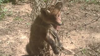 Fettered Fox Found in Forest and Freed by Friendly Folks