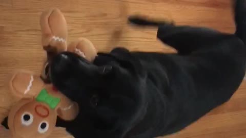 Dog loves Christmas cookie