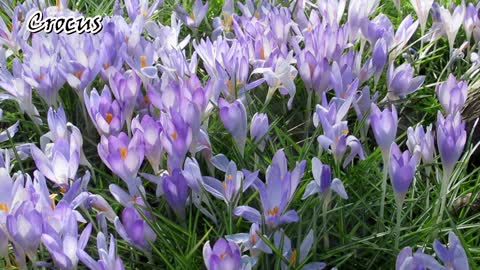 Crocus flowers