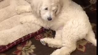 Puppy is working hard to break in her new bed.