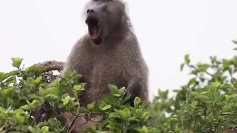 Chacma Baboon Vocalizations