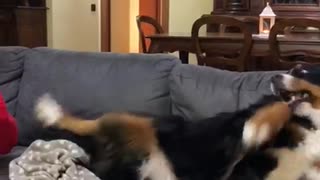 Doggo is Jealous She Isn't Getting Love