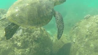 Adorable Mother Water Turtle Leading The Way To Her Home