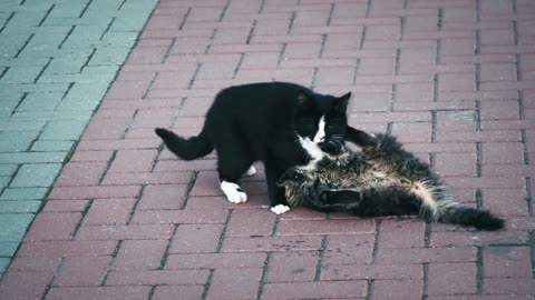 See the cat how he plays with his girlfriend