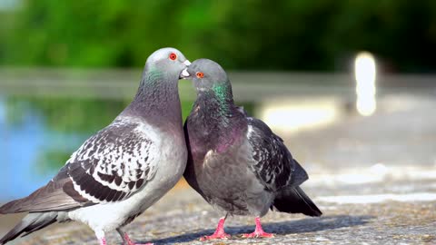 Pigeons showing affection for each other