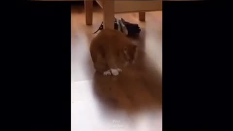 Beautiful cat dancing