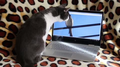 The funny cat wants to catch the bird from the laptop