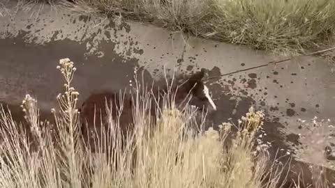 Baby Horse - Saving the Baby Horse.