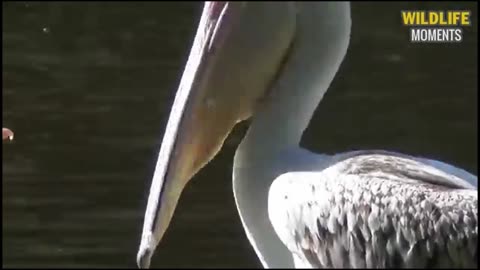 The heron swallows the bird.