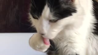 Cat loves his morning coffee