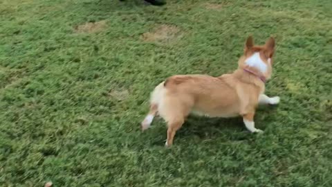 Corgi thinks she's a big dog