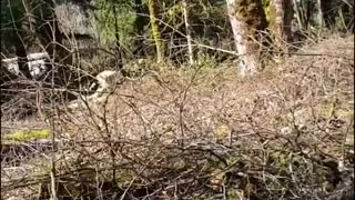 Collapsing Tree Crushes a House